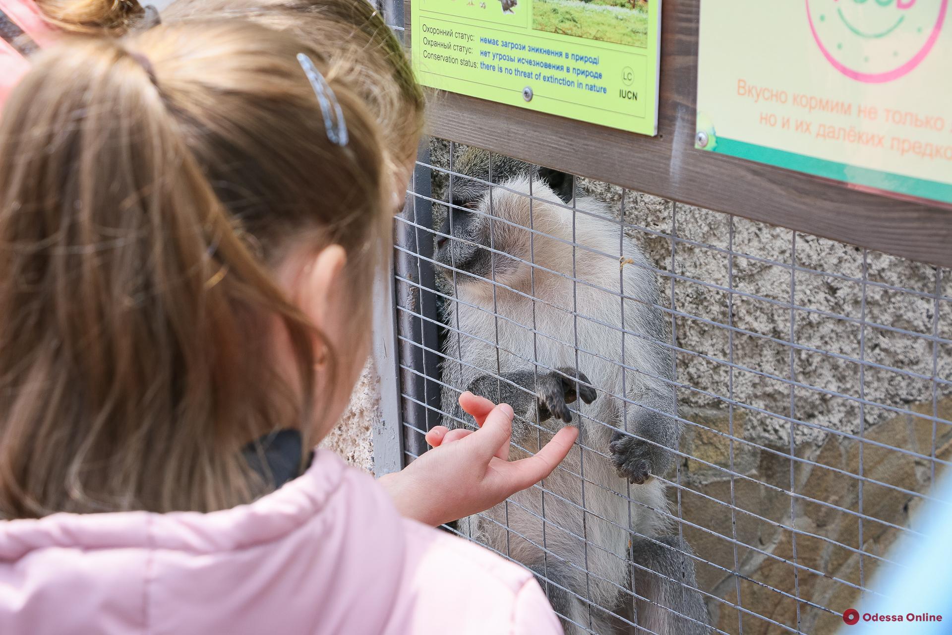 День защиты детей в Одесском зоопарке: аншлаг даже без традиционного праздника (фоторепортаж)