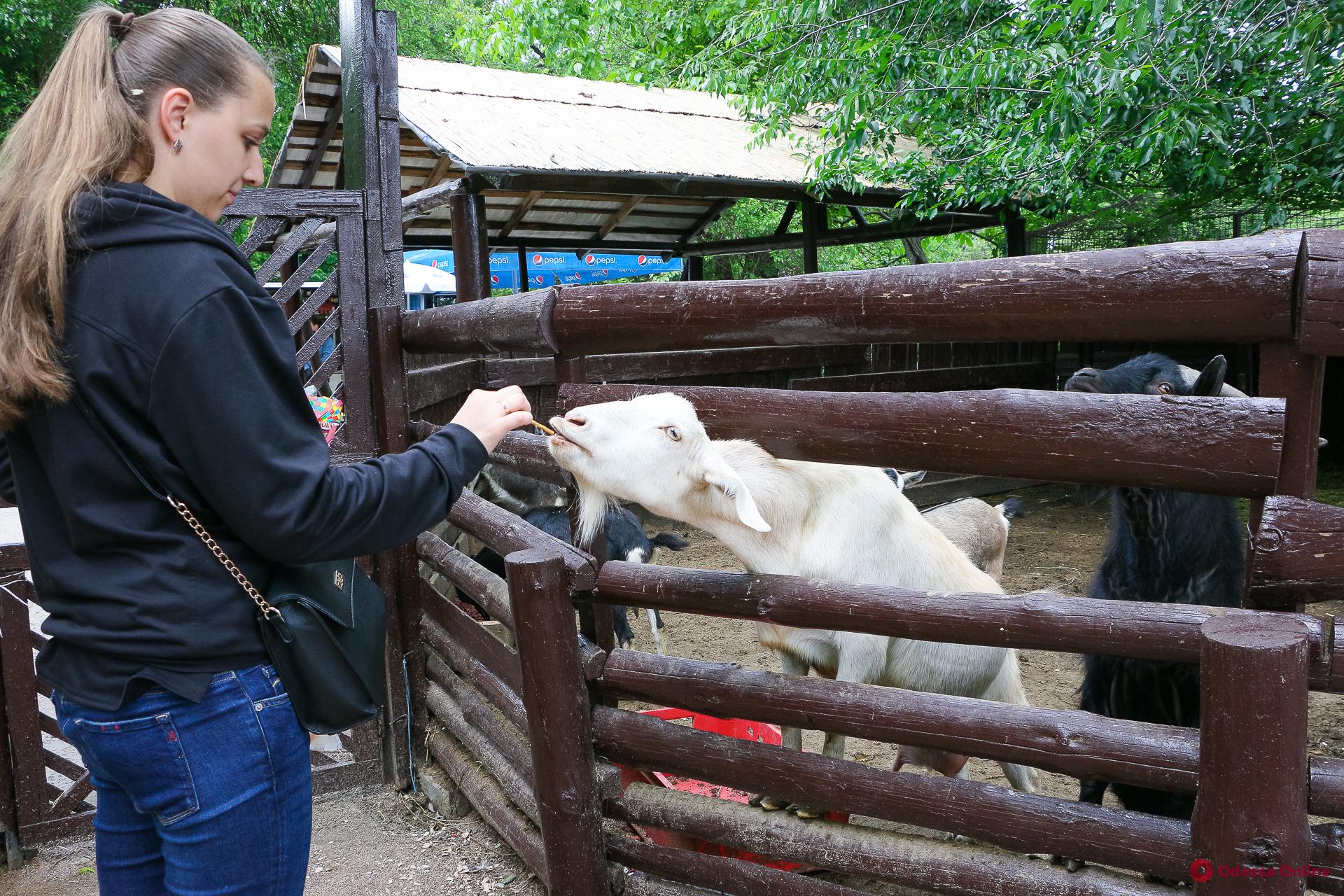 День защиты детей в Одесском зоопарке: аншлаг даже без традиционного праздника (фоторепортаж)
