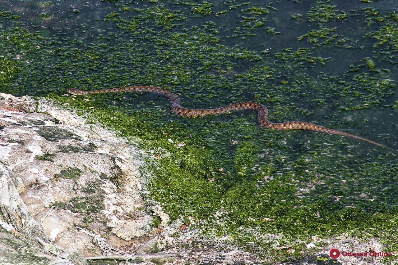 Змеи, птицы и лягушки: туманное утро на Хаджибейском лимане (фоторепортаж)