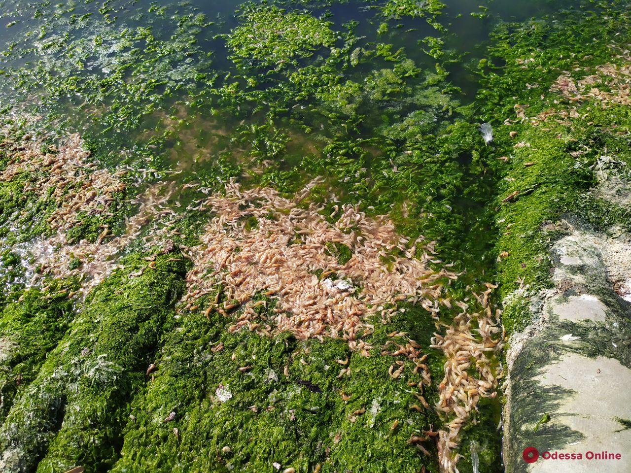 На двух участках Хаджибейского лимана произошел массовый мор креветок и бычков (фото)