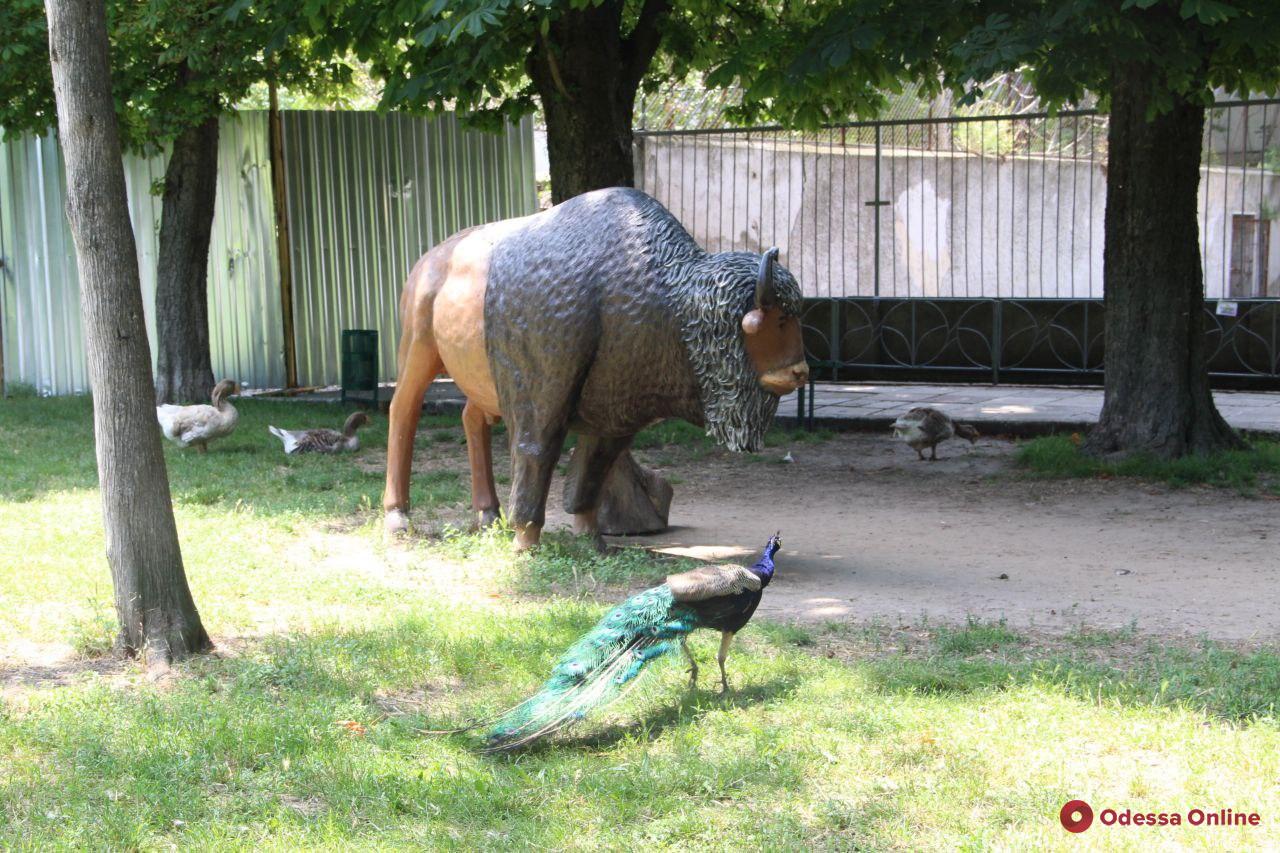 В одесском зоопарке появился пеликан-моряк (фото)