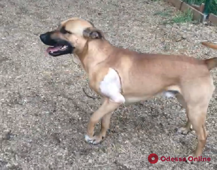 В Одессе нашелся настоящий хозяин раненой полицейским собаки