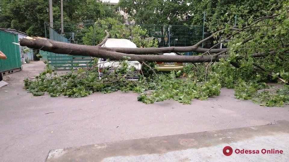 В центре Одессы из-за шквального ветра падают деревья (фото, обновляется)