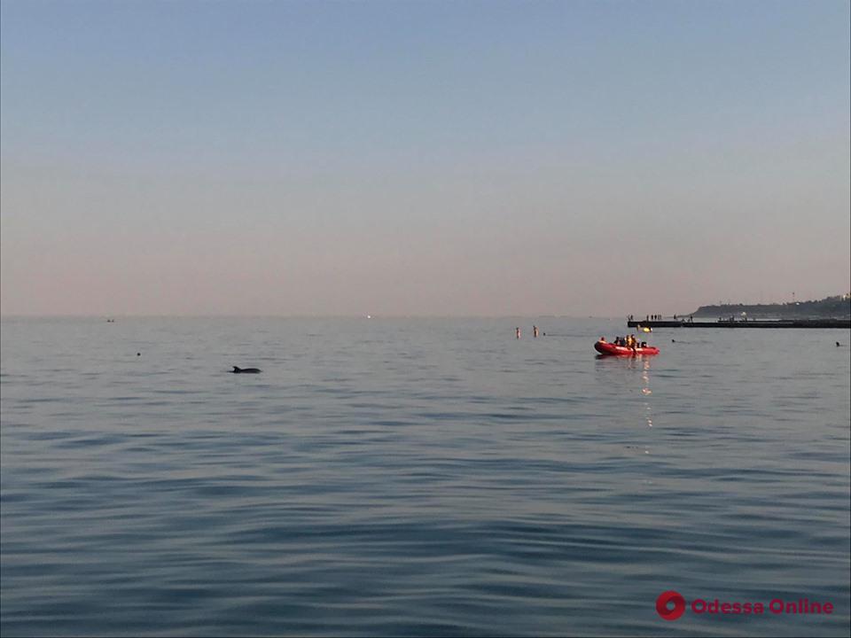 В Одессе спасают дельфинов, оказавшихся в ловушке на пляже (обновлено)