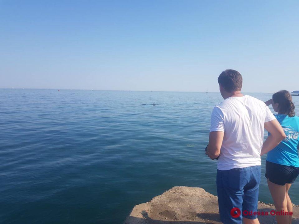 В Одессе спасают дельфинов, оказавшихся в ловушке на пляже (обновлено)