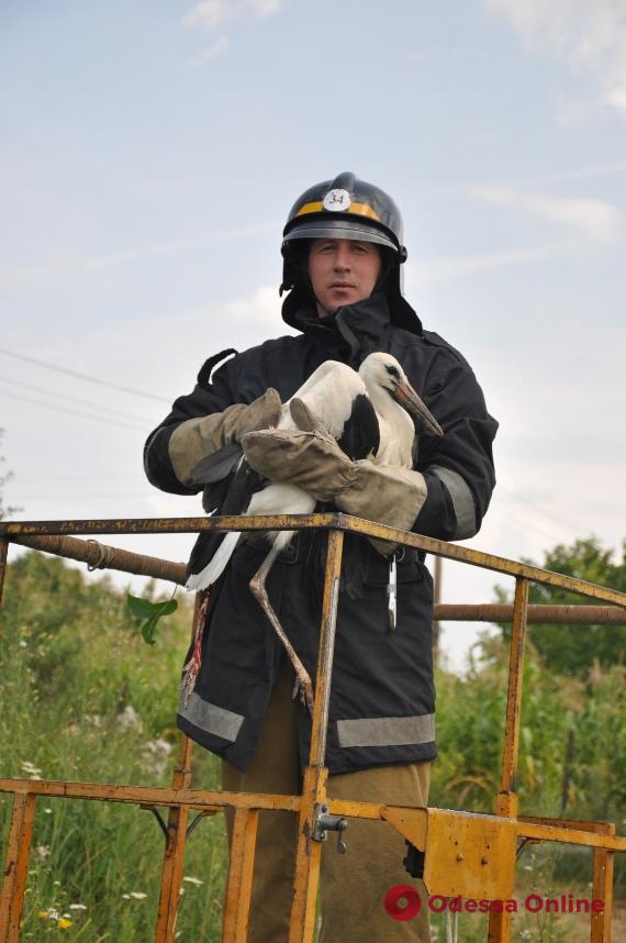 В Одесской области спасатели вызволяли запутавшегося в тросе аиста (фото)