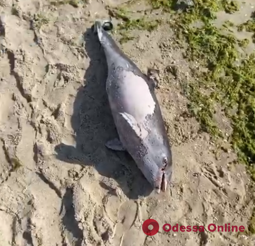 На одесский пляж выбросило мертвого дельфина (видео)