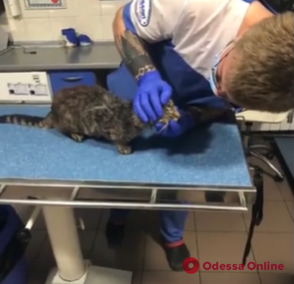 В Одессе неизвестные стреляли в кота из пневматики – животное спасли патрульные (видео)