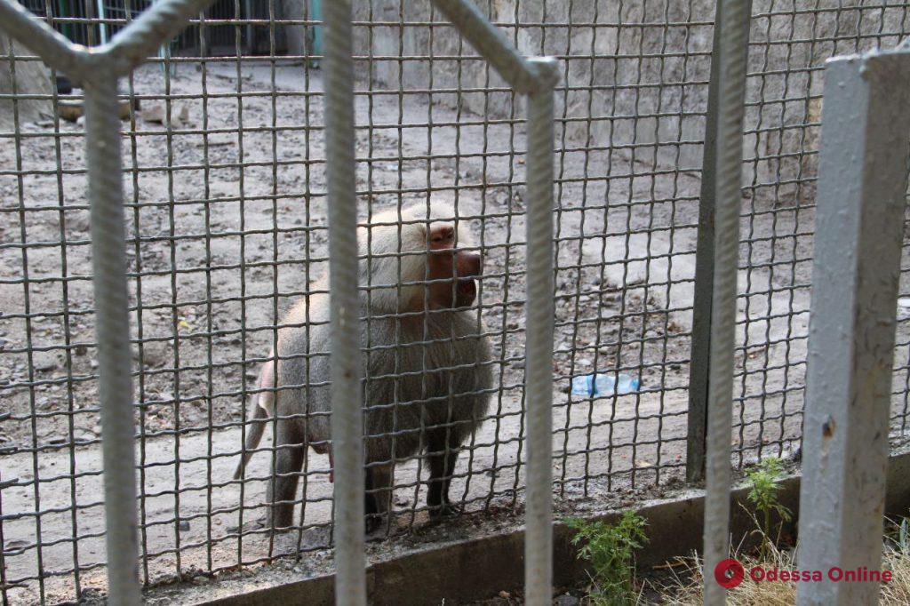 Всех сбежавших из одесского зоопарка павианов поймали (фото, видео)