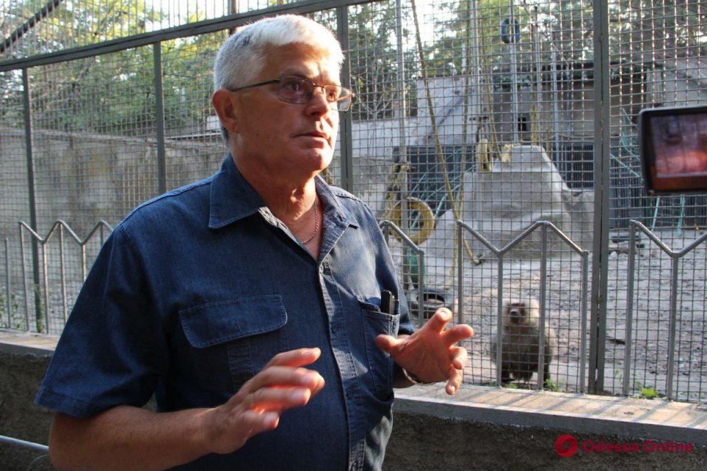 Как ловили павианов: директор одесского зоопарка прокомментировал произошедшее ЧП