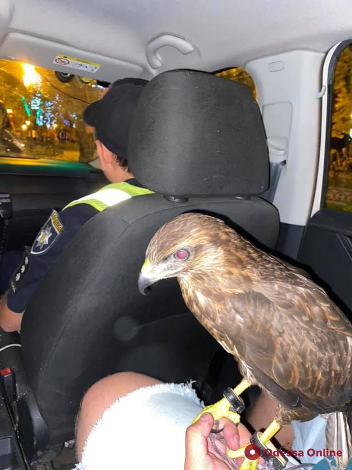 В Одессе активисты с полицией отобрали у уличного фотографа хищную птицу