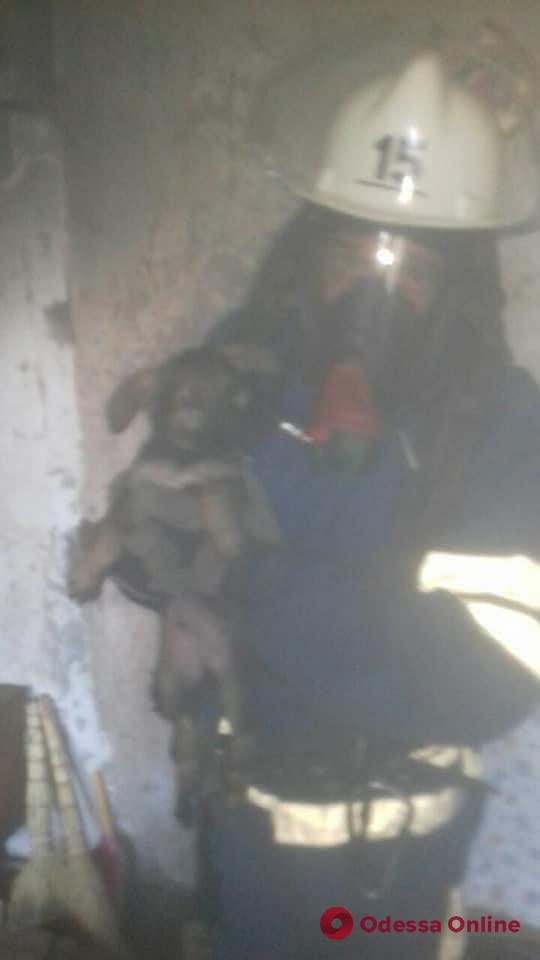 In the Odessa region, a dog with puppies and two cats were rescued from a burning apartment