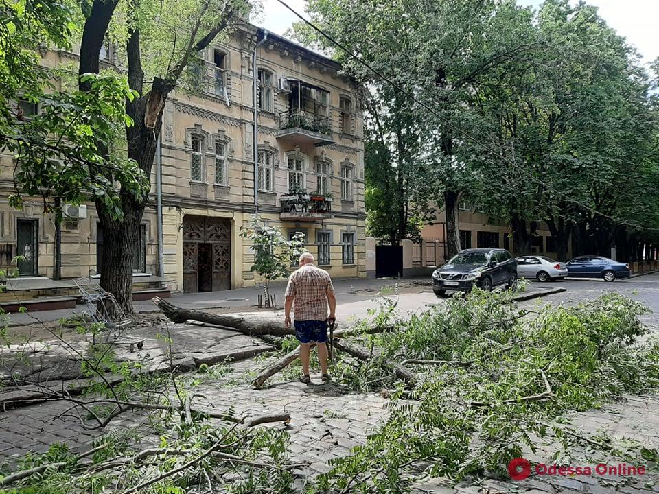 В центре Одессы огромная ветка упала на дорогу и повредила провода