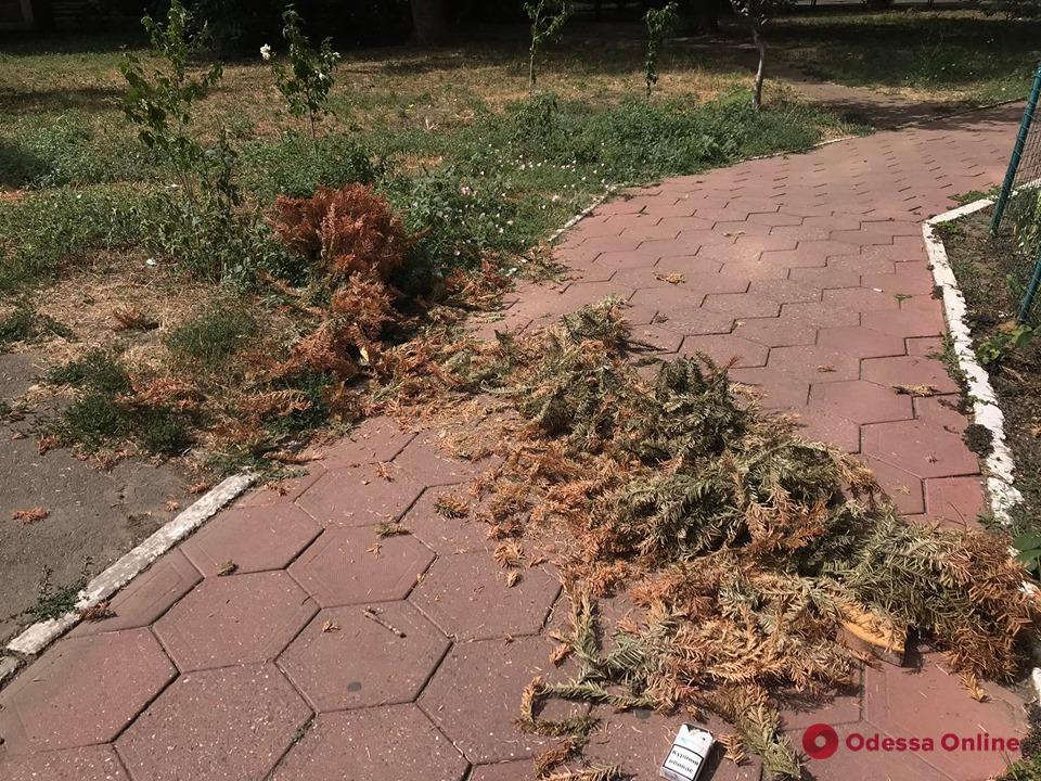 Сдался: кто-то из одесситов выбросил остатки новогодней елки (фотофакт)