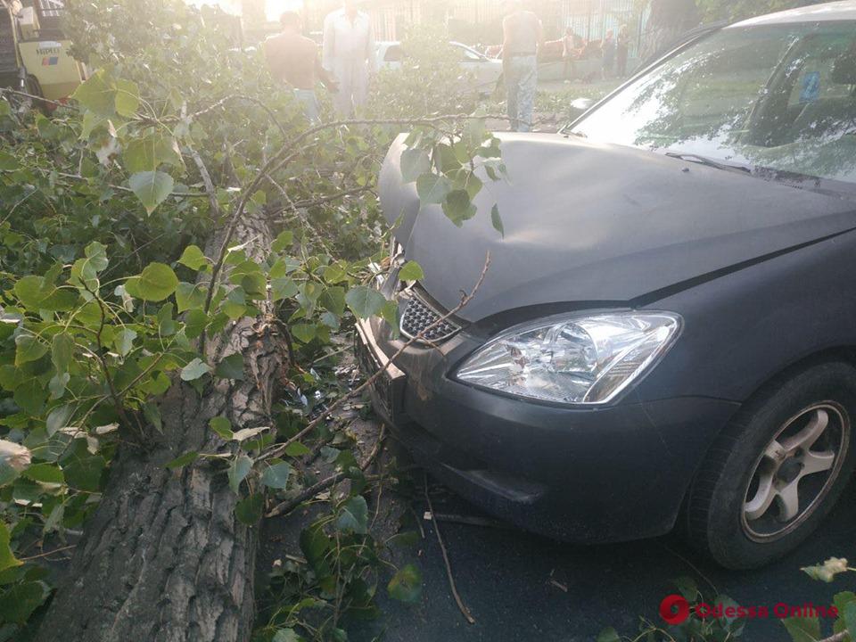 На Атамана Головатого дерево рухнуло на дорогу (фото и видео)
