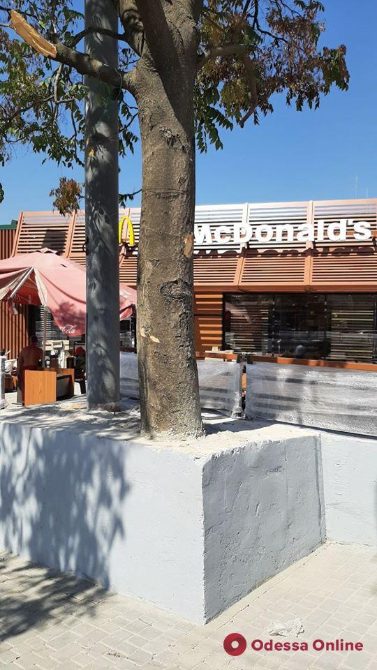 В Одессе строители нового McDonald’s вплотную опоясали дерево бетонным монолитом