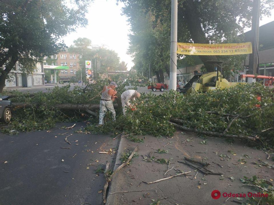 На Атамана Головатого дерево рухнуло на дорогу (фото и видео)