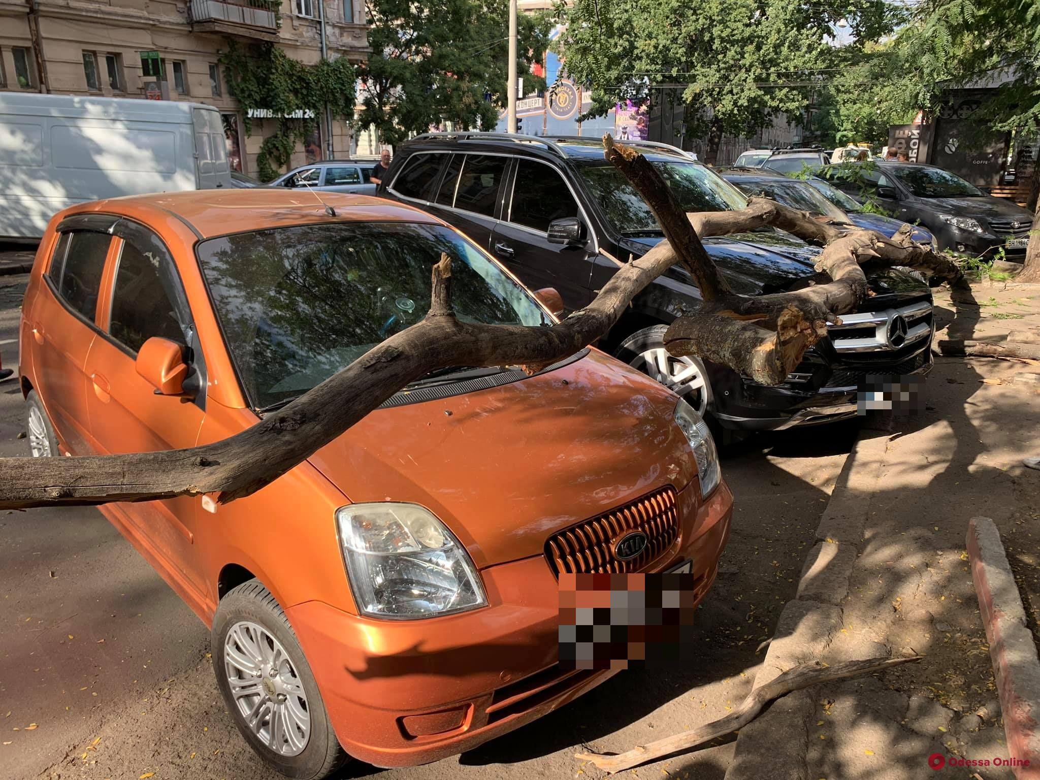 В центре Одессы ветка рухнула на припаркованные автомобили