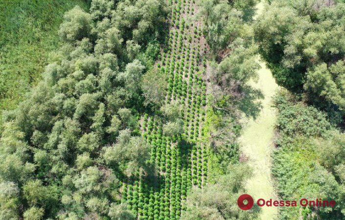 В Одесской области обнаружили плантацию конопли на 40 миллионов гривен (фото)