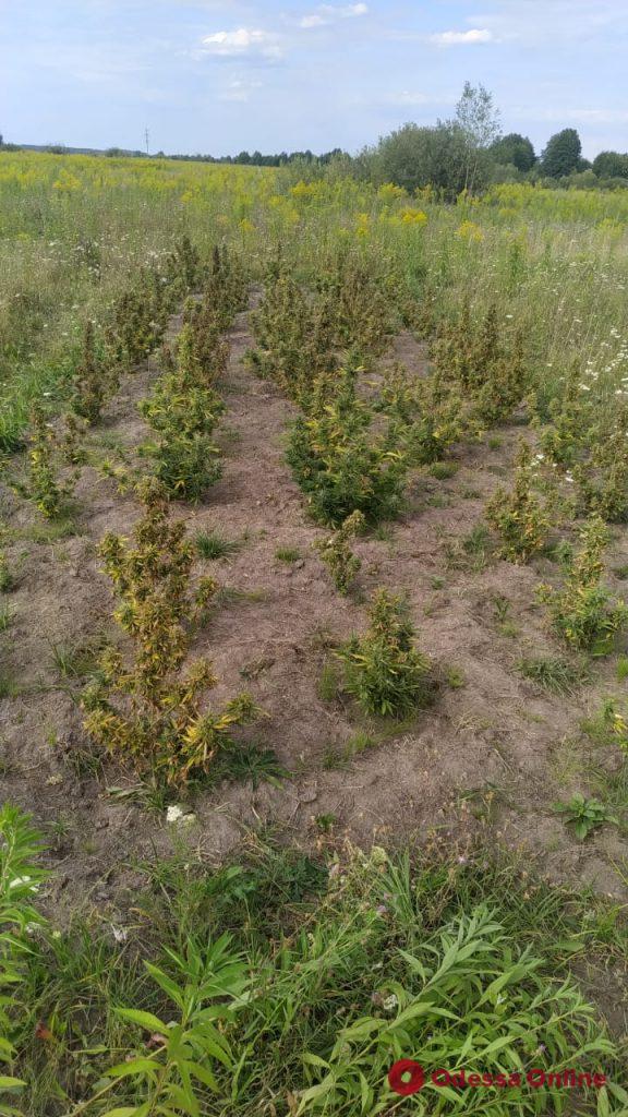 Вблизи Вилково пограничники обнаружили плантацию конопли (фото и видео)