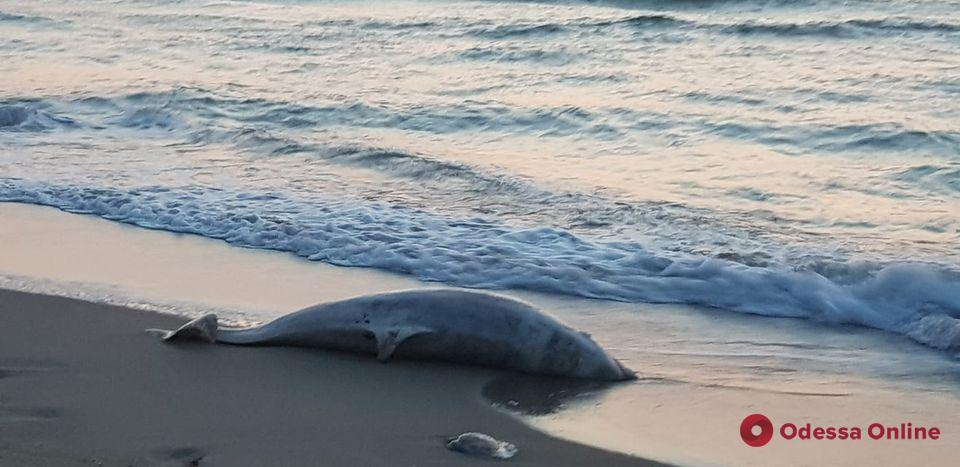 На пляж в Черноморске выбросило мертвого дельфина (фото, видео)