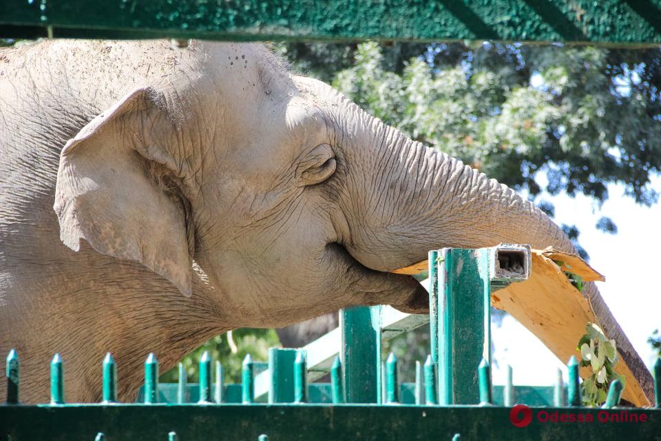 Одесский зоопарк не планирует эвакуировать животных