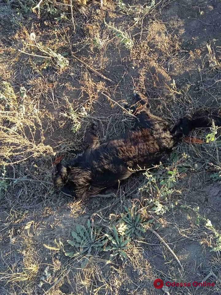 Под Одессой мужчина прямо на улице расстрелял из охотничьего ружья пятерых собак