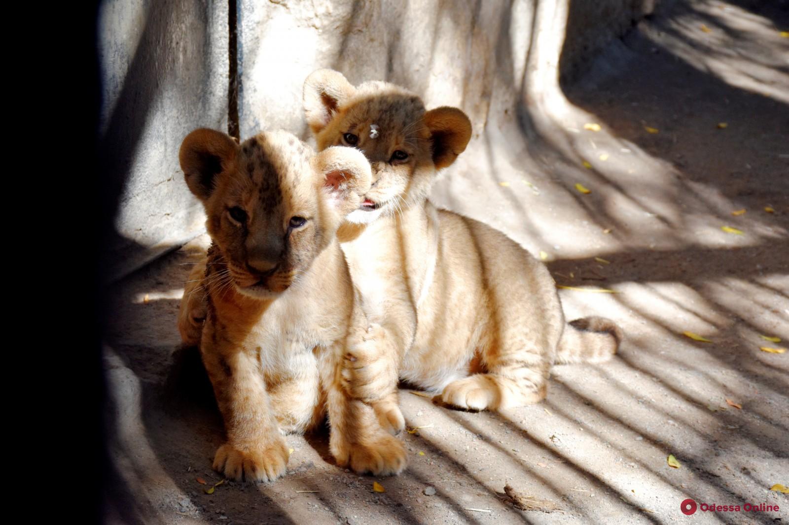 В одесском зоопарке родились львята-двойняшки (фото, видео)
