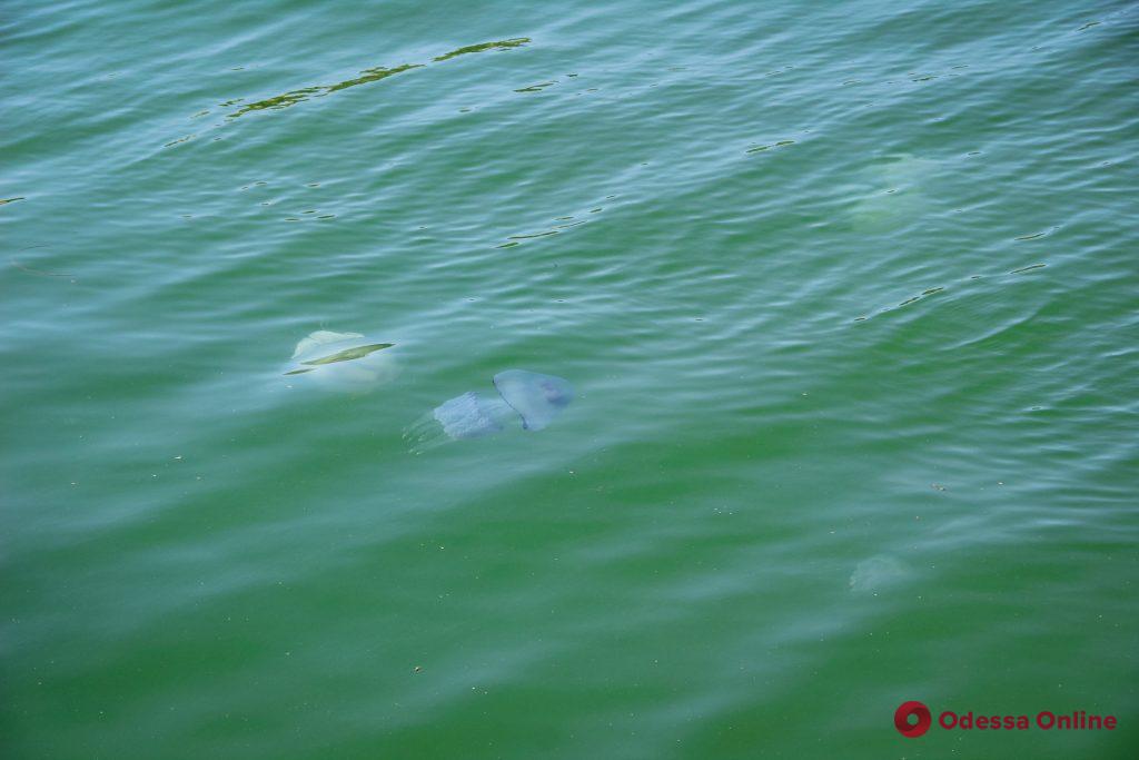 У побережья Одессы становится все больше огромных медуз (фото)