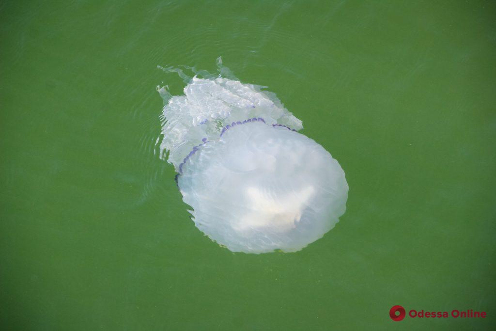 У побережья Одессы становится все больше огромных медуз (фото)