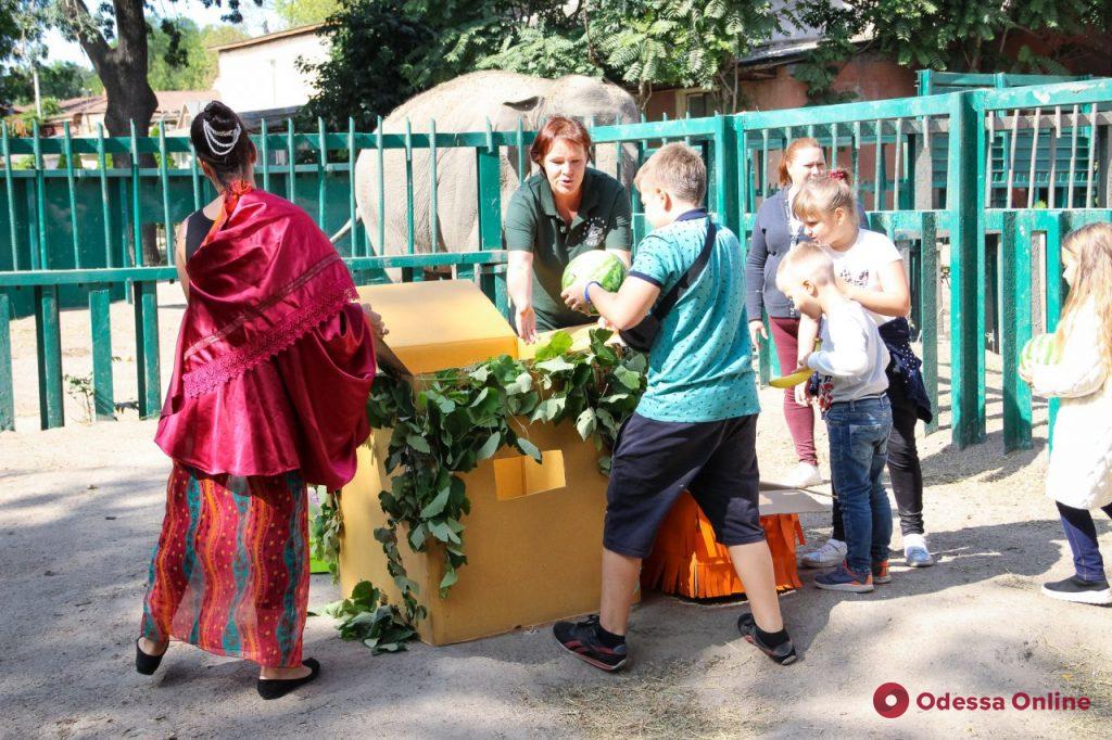 С Днем рождения: в Одесском зоопарке слониха Венди принимала поздравления и подарки