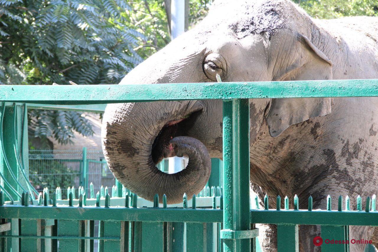 «Веселые уроки»: в одесском зоопарке устроили праздник для школьников (фото, видео)