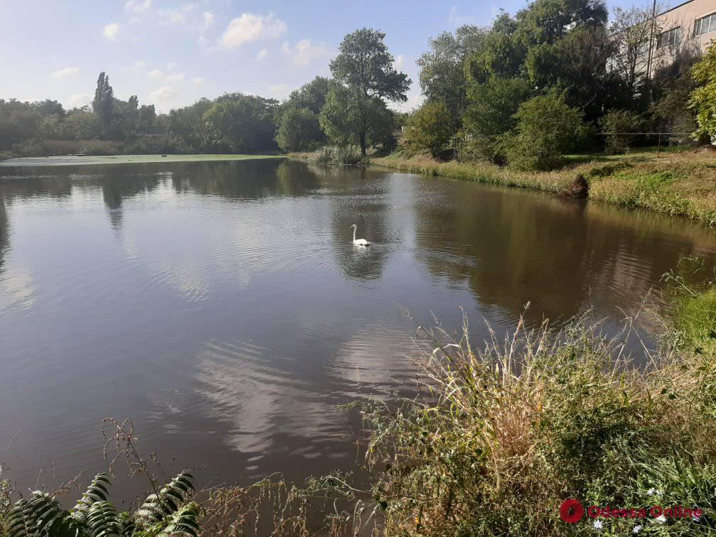 В пруду парка Савицкого поселился одинокий лебедь (фото)