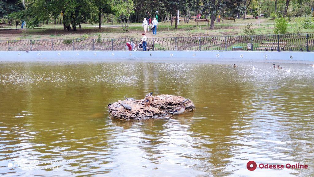 С каменного островка на пруду в парке Победы исчезла скульптура витражного кота