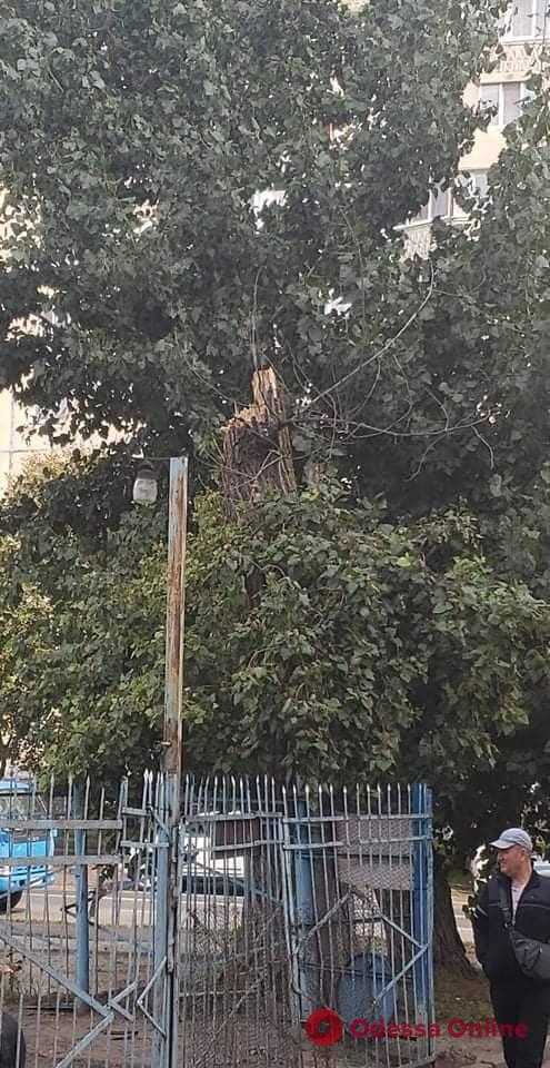 На поселке Котовского дерево рухнуло на парковку – разбиты машины (фото)