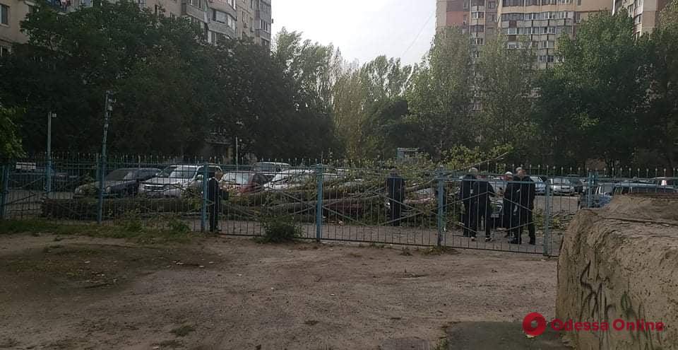 На поселке Котовского дерево рухнуло на парковку – разбиты машины (фото)