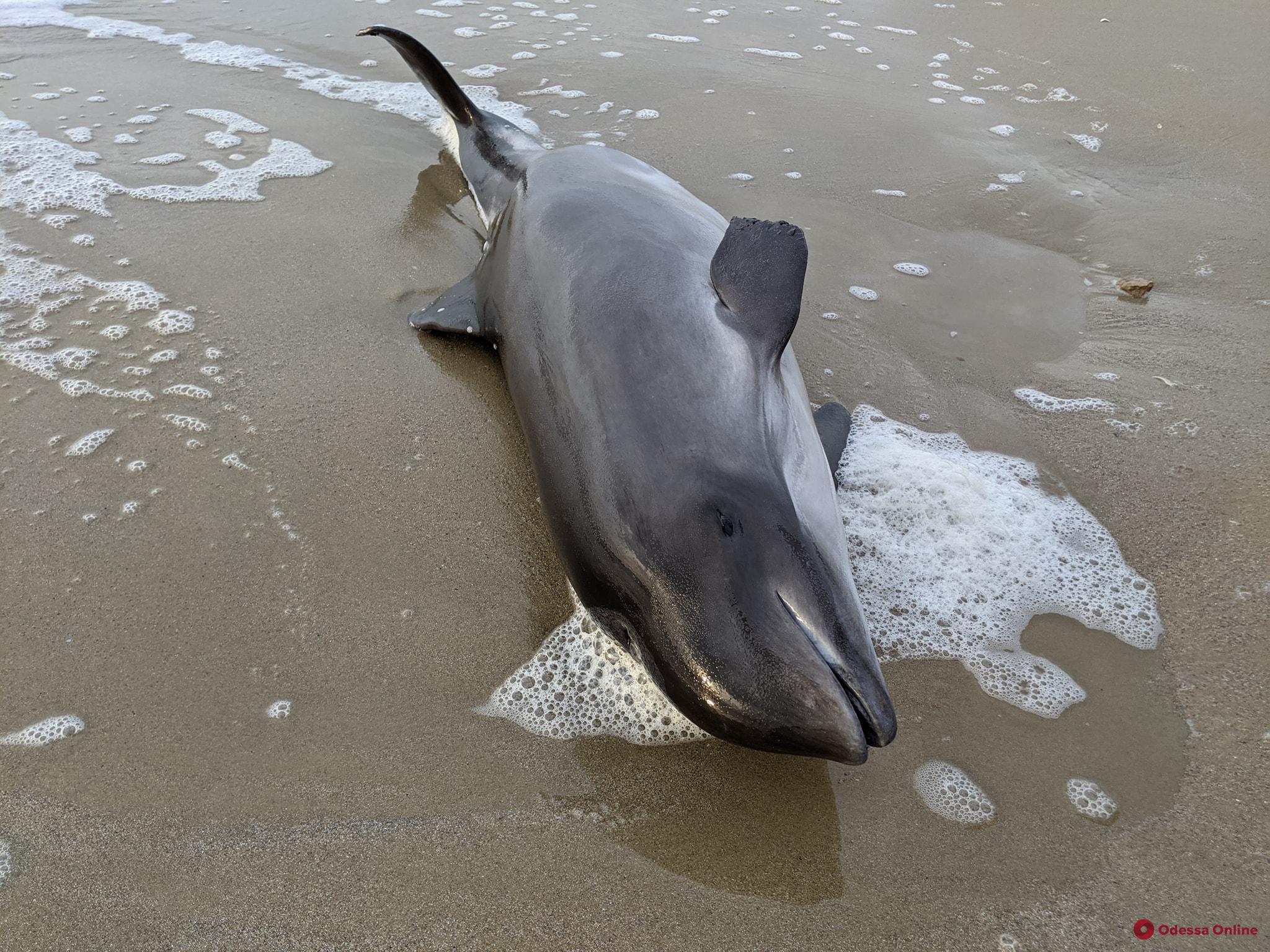 На одесский пляж выбросило мертвого дельфина