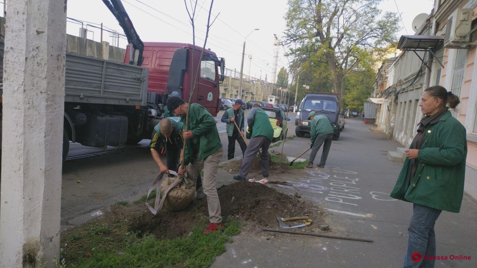 В Одессе на трех улицах высадили молодые деревья