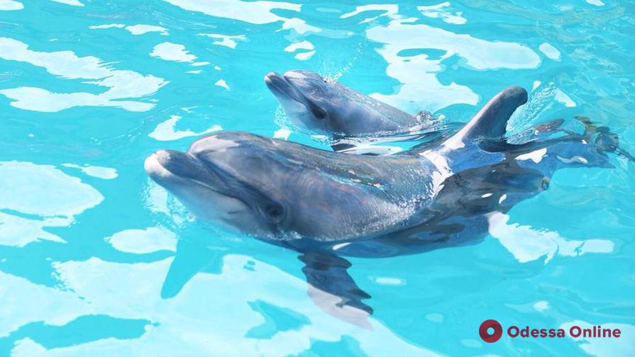 В одесском дельфинарии родился дельфиненок (видео)