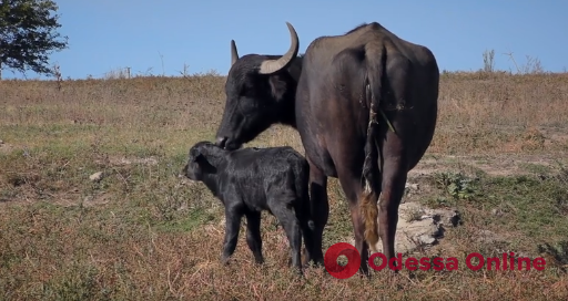 В экопарке на юге Одесской области у пары индийских буйволов родился детеныш (видео)