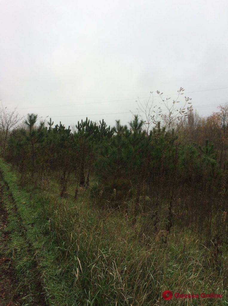 Лесхозы Одесской области начали продавать новогодние сосны