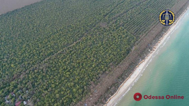 Одесская прокуратура пытается вернуть государству 29 гектаров лесного массива
