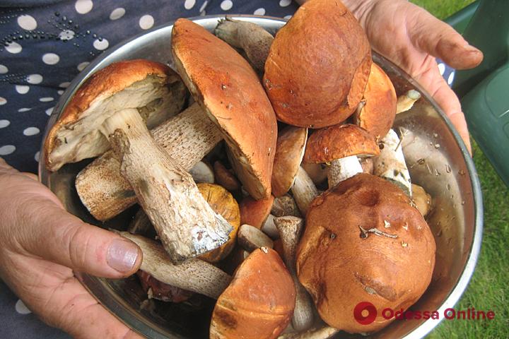 За неделю в Одесской области грибами отравились 16 человек