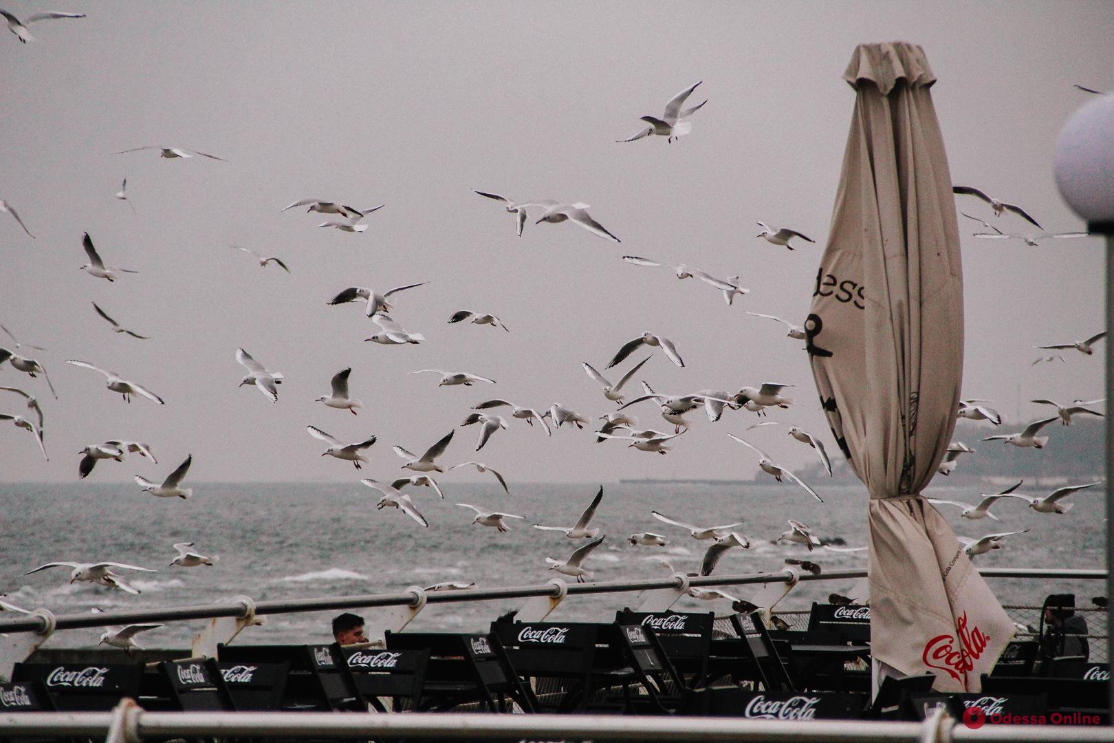 Прогулка по «Ланжерону»: голодные чайки и серое море (фоторепортаж)