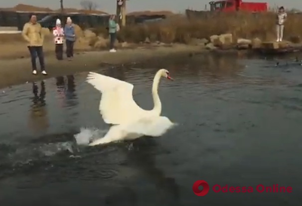 Спасенного в Одессе лебедя выпустили в дикую природу (видео)
