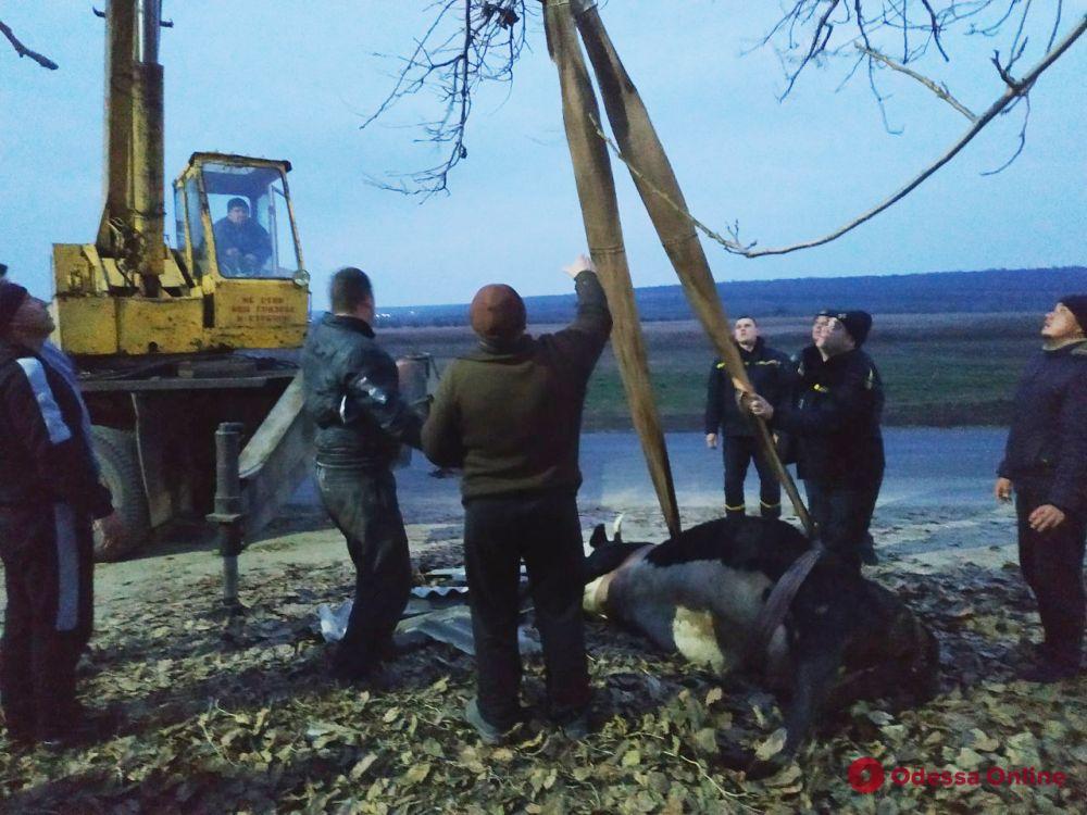В Березовском районе спасатели вытащили корову из трехметровой ямы