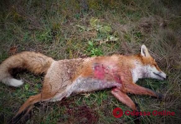 В Одесской области служебная овчарка пограничников загрызла напавшую на нее лисицу