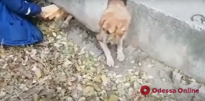 На поселке Котовского спасали застрявшего пса (видео)
