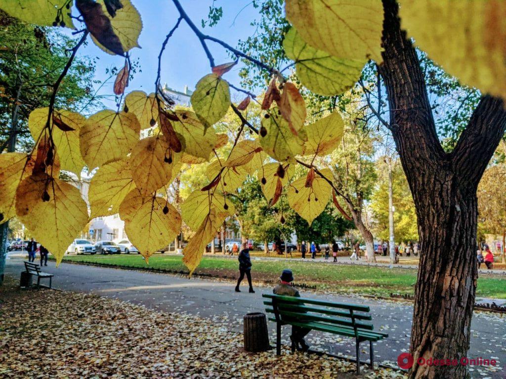Золотая осень в Одессе: красота солнечного ноября (фоторепортаж)