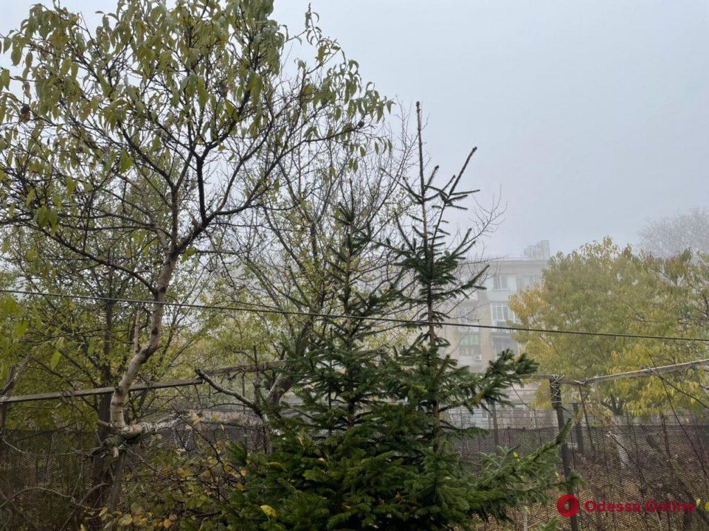 Одесса погрузилась в густой туман (фото)
